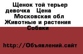 Щенок той-терьер девочка › Цена ­ 10 000 - Московская обл. Животные и растения » Собаки   